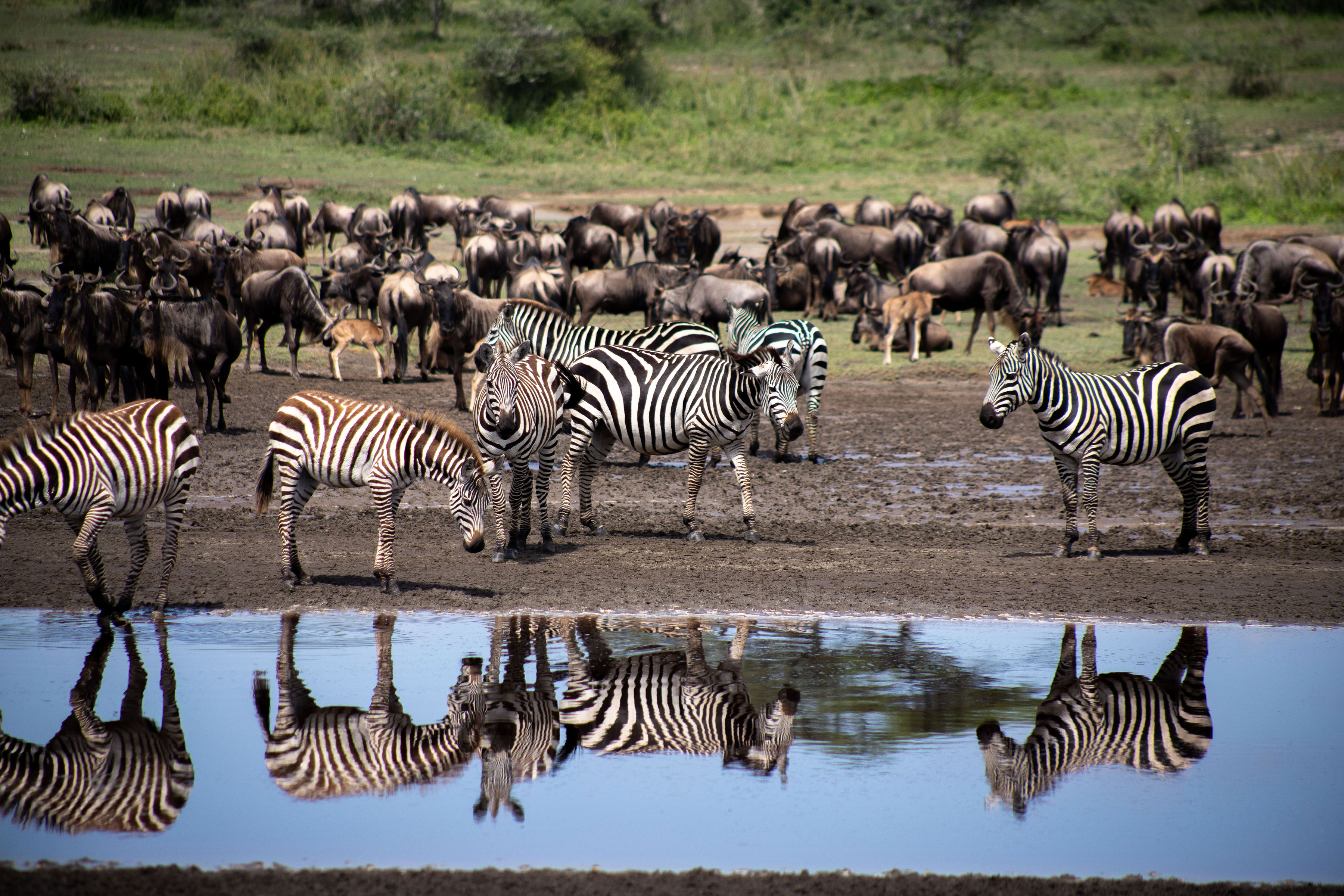 Lake Manyara National Park: Day Excursion