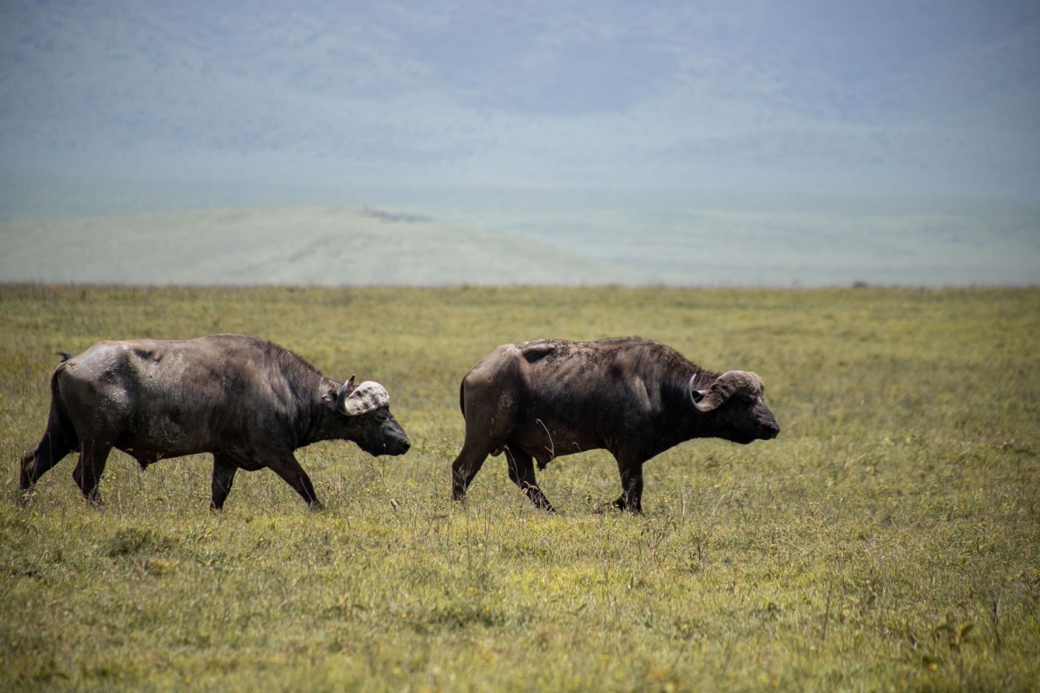 Serengeti & Ngorongoro: Two-Day Guided Programme